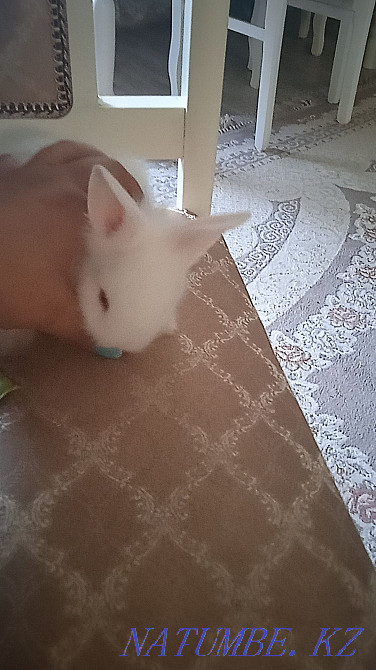 Urgent decorative rabbit! Baby. 1 month Жарсуат - photo 3