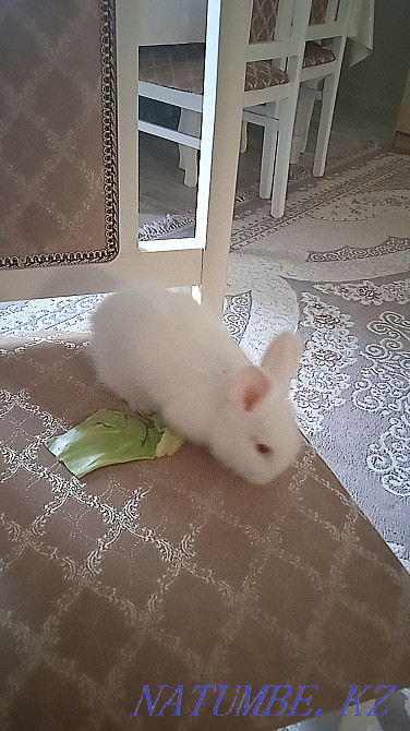 Urgent decorative rabbit! Baby. 1 month Жарсуат - photo 1