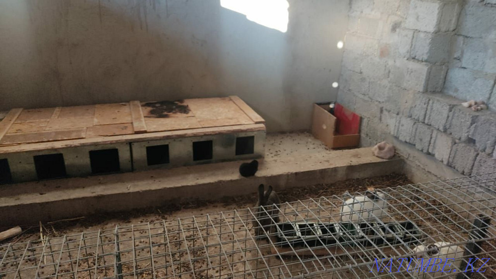 маточник обмен на кур цыплят кролики коян тауык шожек Шымкент - изображение 2