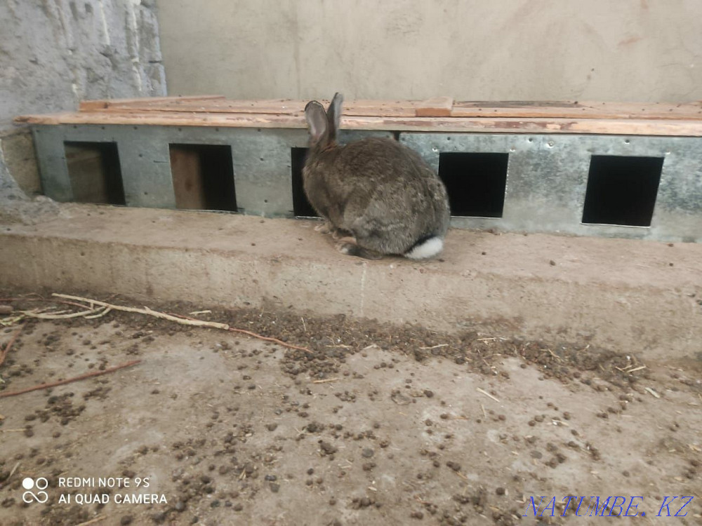 маточник обмен на кур цыплят кролики коян тауык шожек Шымкент - изображение 1