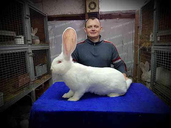 Продам кроликов породы Бельгийский великан Фландр  Петропавл