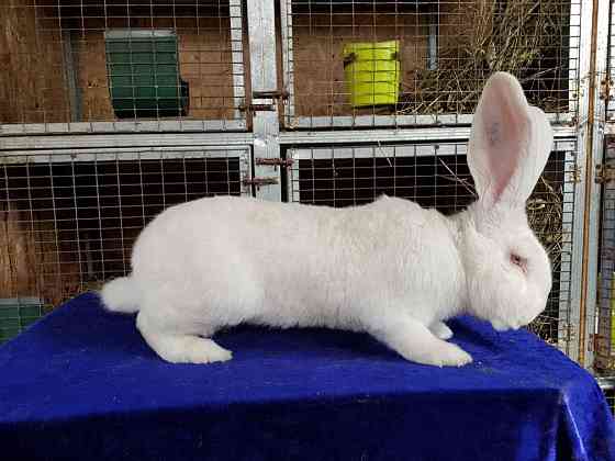 Продам кроликов породы Бельгийский великан Фландр Петропавловск