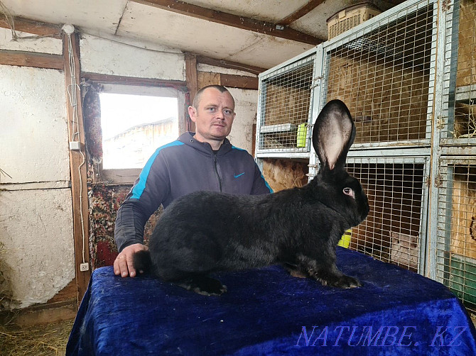 Продам кроликов породы Бельгийский великан Фландр Петропавловск - изображение 2