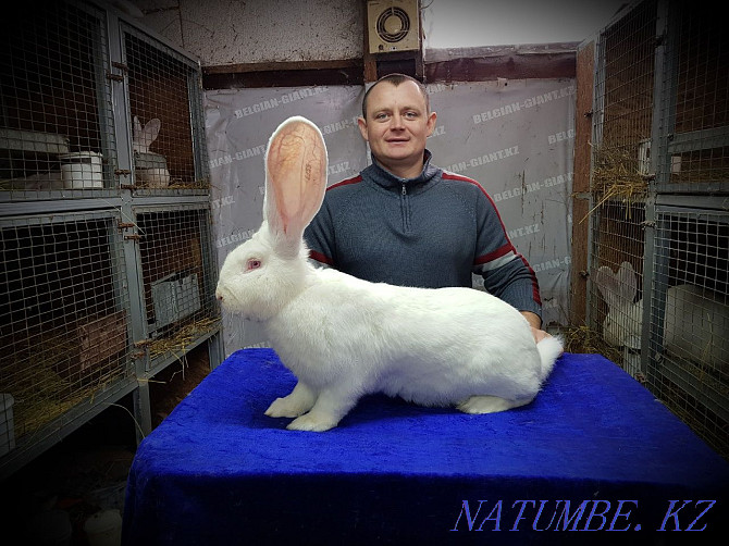 Продам кроликов породы Бельгийский великан Фландр Петропавловск - изображение 1