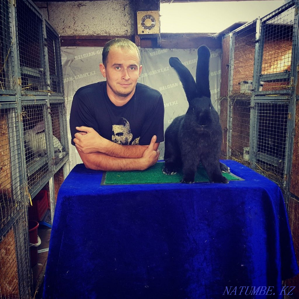 I will sell rabbits of breed the Belgian giant Flanders Petropavlovsk - photo 4