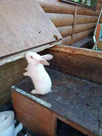 Продам кроликов! Petropavlovsk