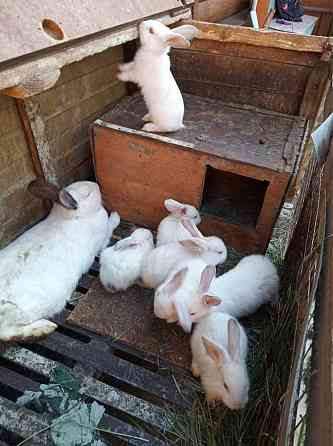 Продам кроликов! Petropavlovsk