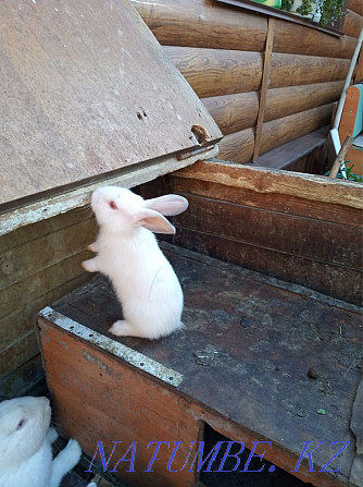 Продам кроликов! Петропавловск - изображение 2