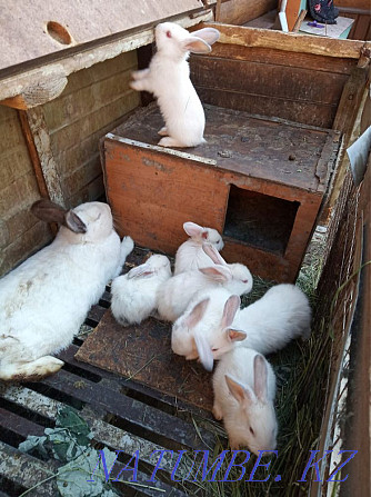 Продам кроликов! Петропавловск - изображение 1