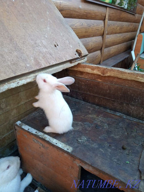 We sell rabbits! Petropavlovsk - photo 2