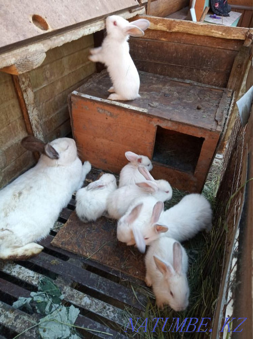 We sell rabbits! Petropavlovsk - photo 1