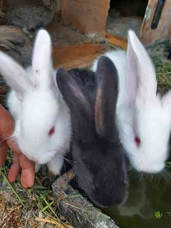 Кролики порода фландер Жетыген