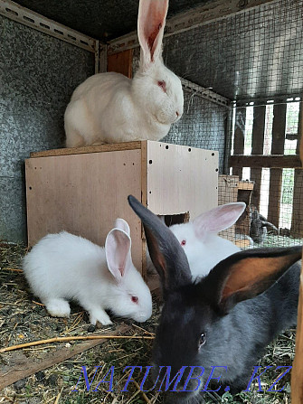 Кролики порода фландер Жетыген - изображение 1