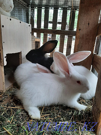 Кролики порода фландер Жетыген - изображение 2