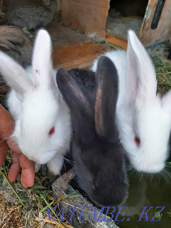 Кролики порода фландер Жетыген - изображение 4