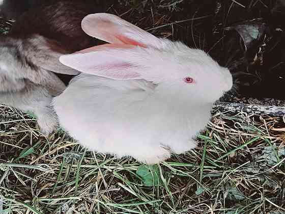 Продам кролики фландр Жетыген