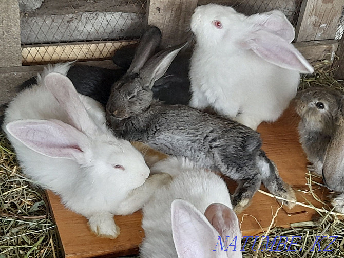 Продам кролики фландр Жетыген - изображение 2
