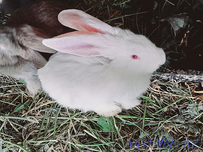 Продам кролики фландр Жетыген - изображение 1