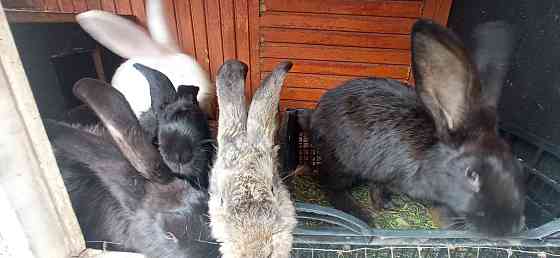 Продам кроликов ... Almaty