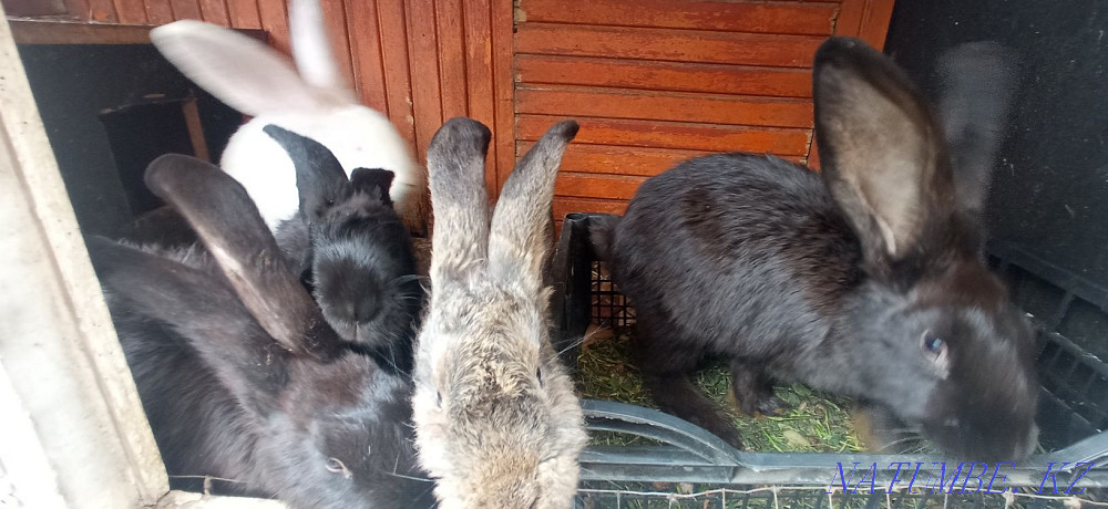 Selling rabbits... Almaty - photo 3