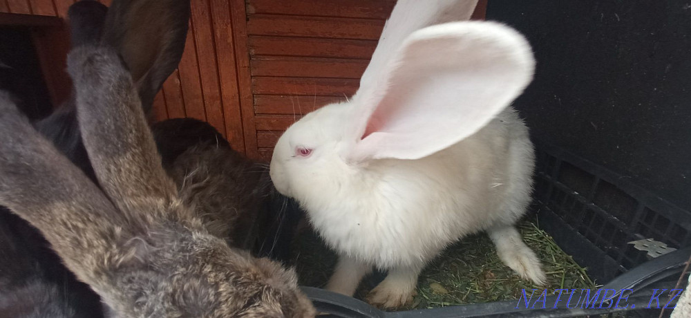 Selling rabbits... Almaty - photo 2