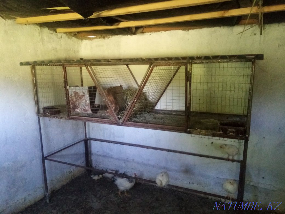 Клетка для кроликов Шымкент - изображение 1