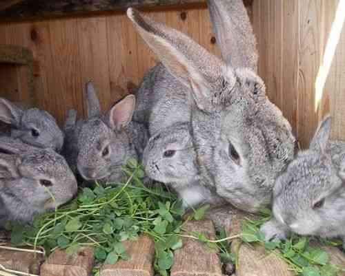 Продам кроликов 2,5 месяца порода шиншилла Satpaev
