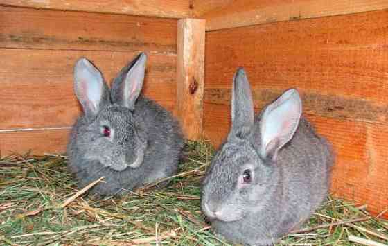 Продам кроликов 2,5 месяца порода шиншилла  Сәтбаев