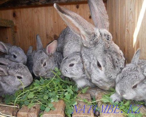 Selling rabbits 2.5 months chinchilla breed Satpaev - photo 1