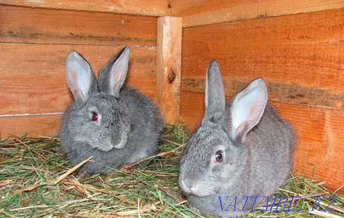 Selling rabbits 2.5 months chinchilla breed Satpaev - photo 2