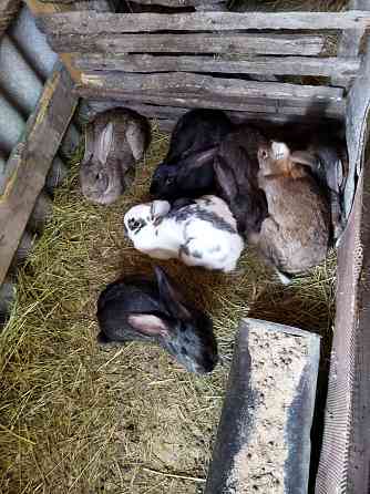 Продам кроликов на воспроизводство Костанай