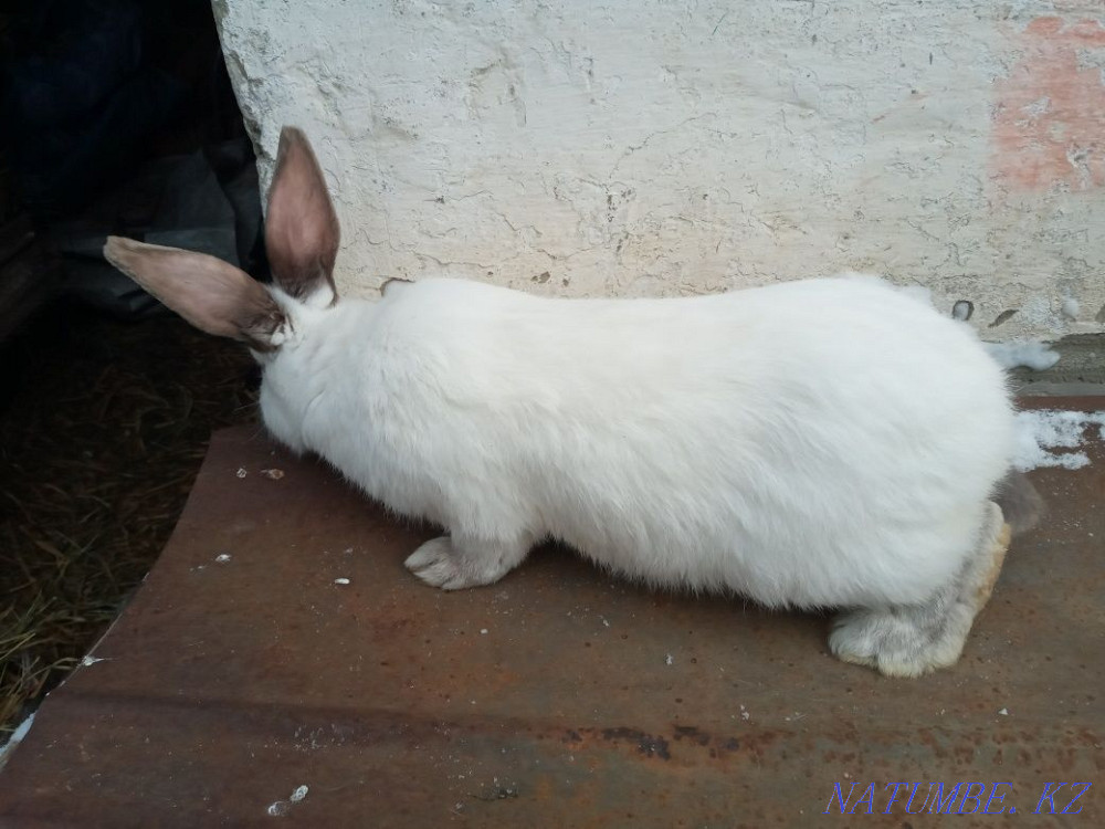 California rabbits Petropavlovsk - photo 3