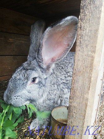 We sell rabbits of all ages Aqsay - photo 1