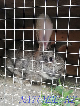 We sell rabbits of all ages Aqsay - photo 3