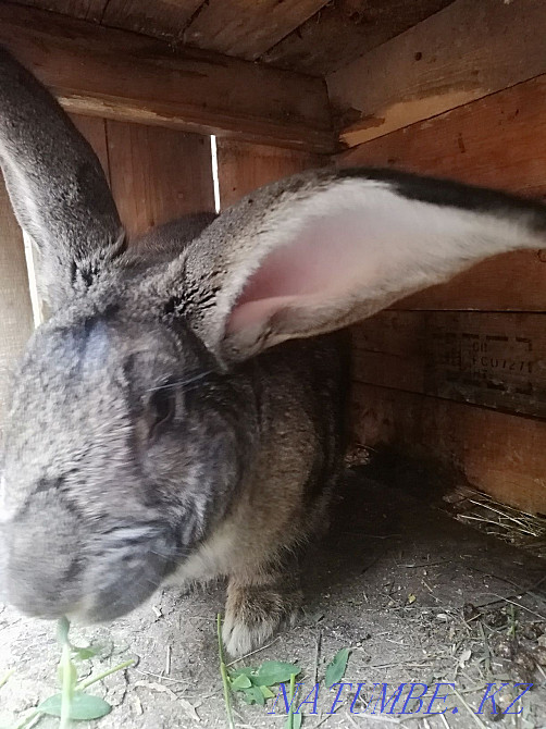 Продам кроликов разных возрастов Аксай - изображение 2