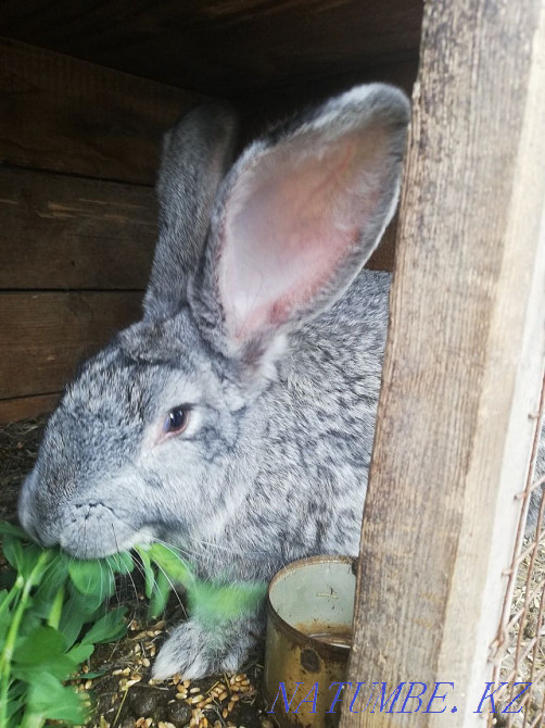 Продам кроликов разных возрастов Аксай - изображение 1
