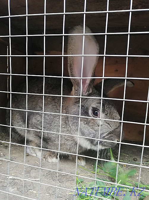 Продам кроликов разных возрастов Аксай - изображение 3