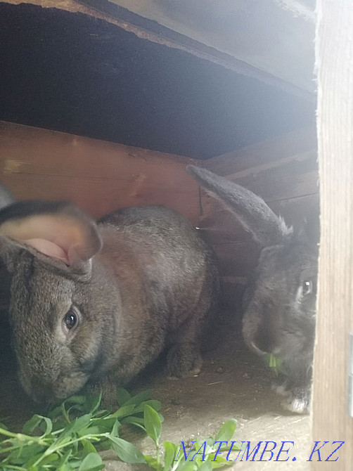 Продам кроликов разных возрастов Аксай - изображение 4