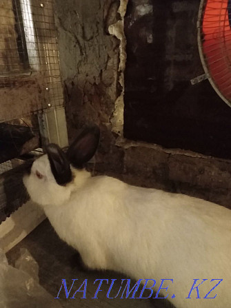 I will sell rabbits for cultivation of different lines. Муткенова - photo 3