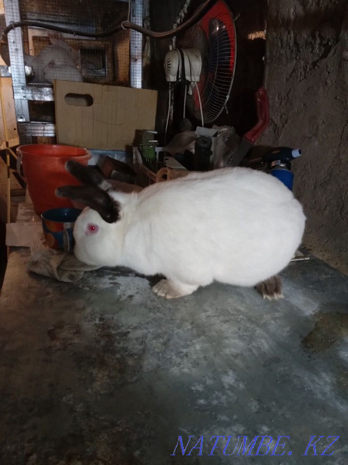 Продам кроликов для разведения разных линий. Муткенова - изображение 1