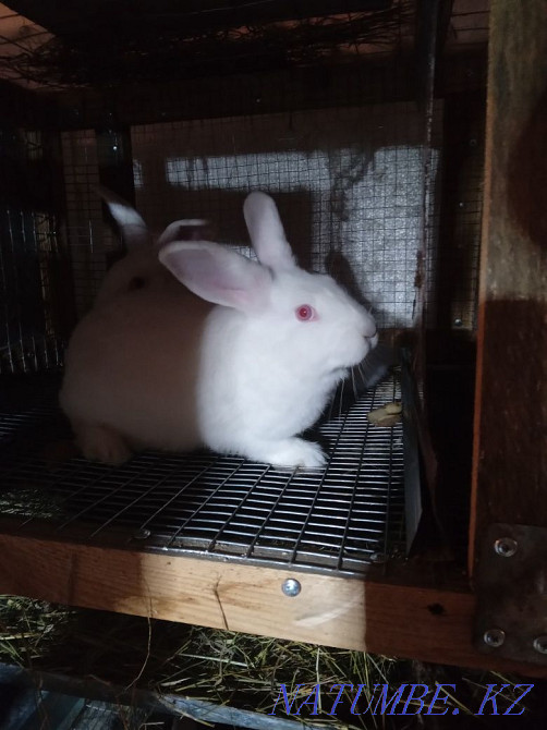Продам кроликов для разведения разных линий. Муткенова - изображение 4
