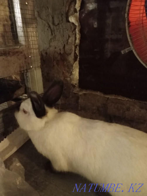 Продам кроликов для разведения разных линий. Муткенова - изображение 3