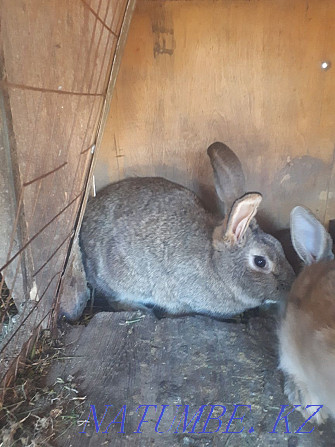 Продам кроликов Фландр Астана - изображение 2