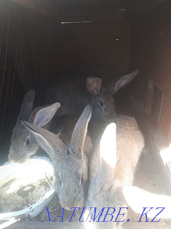 Продам кроликов Фландр Астана - изображение 3