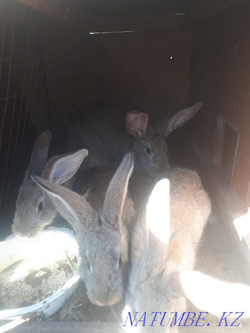 Продам кроликов Фландр Астана - изображение 3