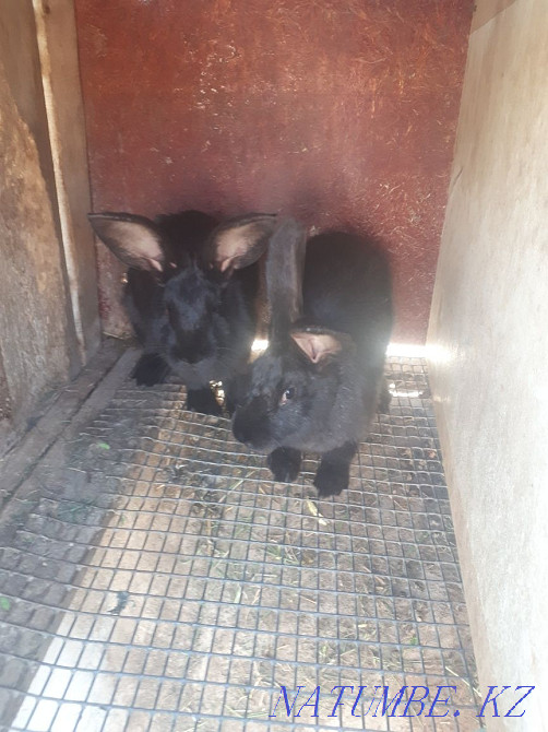 Продам кроликов Фландр Астана - изображение 1