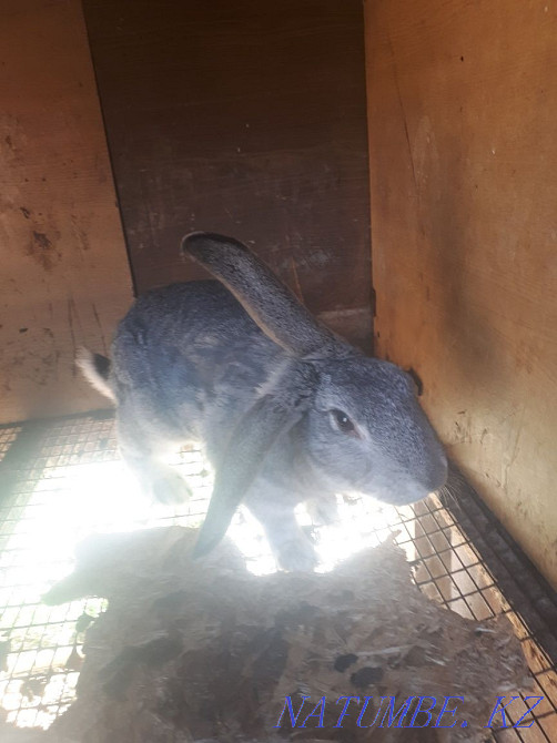 Продам кроликов Фландр Астана - изображение 4