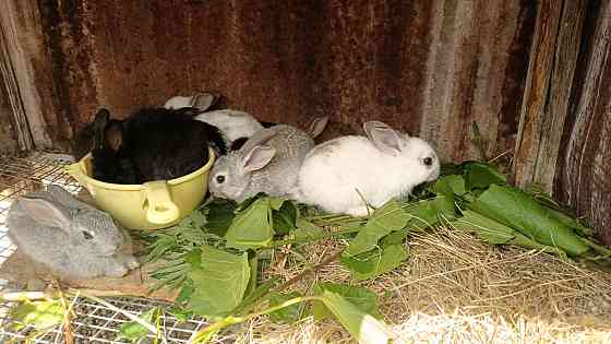 Кролики месячные Pavlodar