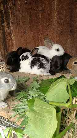 Кролики месячные Pavlodar