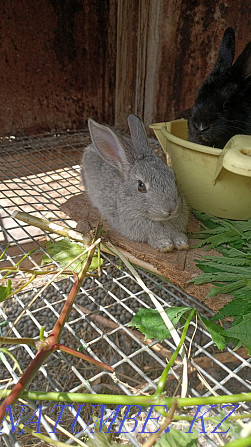 Rabbits menstruation Pavlodar - photo 2